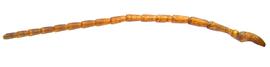   Sirex mexicanus  male antenna; photo by H. Goulet, CNC 

